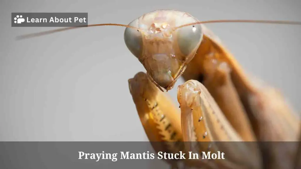 Praying Mantis Stuck In Molt : AVOID Doing This! 4 Clear Steps To Help