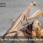 Why Do Praying Mantis Turn Brown? 4 Comprehensive Reasons Why Do Praying Mantis Turn Brown