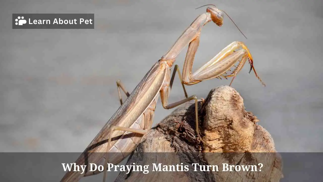 Why Do Praying Mantis Turn Brown? 4 Comprehensive Reasons