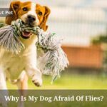 Why Is My Dog Afraid Of Flies? (7 Clear Facts) Why Is My Dog Afraid Of Flies