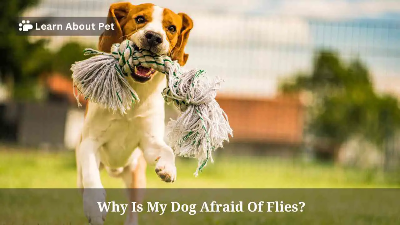 Why Is My Dog Afraid Of Flies? (7 Clear Facts) 2024