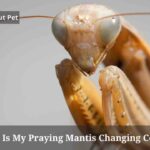 Why Is My Praying Mantis Changing Color