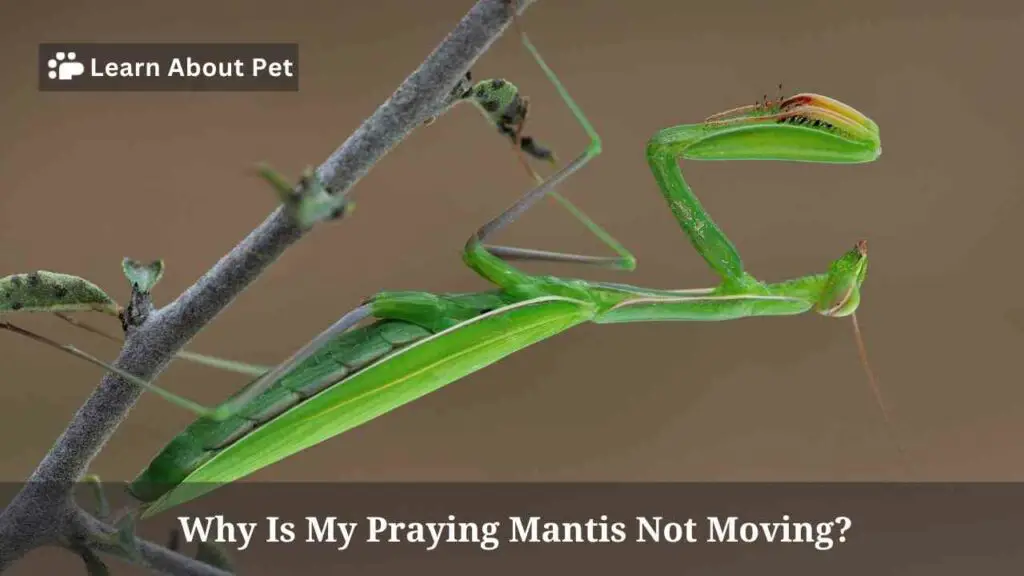 Why Is My Praying Mantis Not Moving? 3 Clear Reasons - 2024