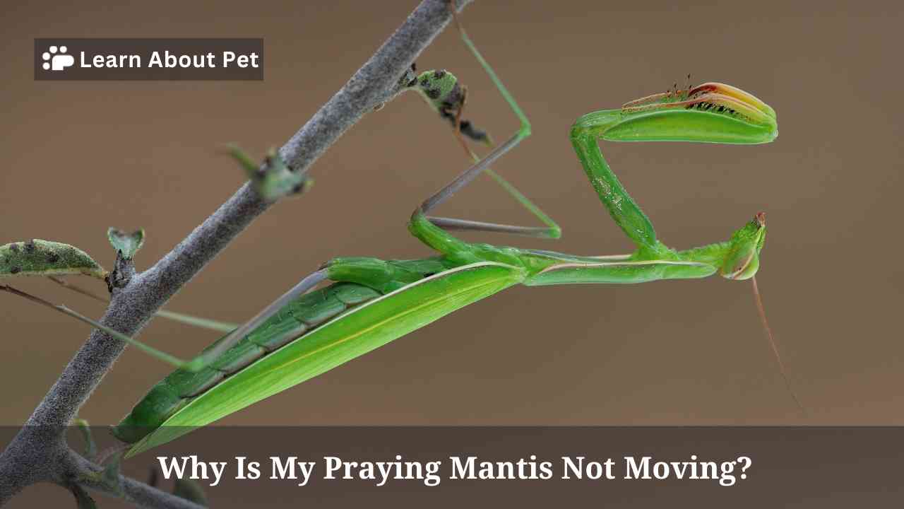 Why Is My Praying Mantis Not Moving? 3 Clear Reasons - 2024