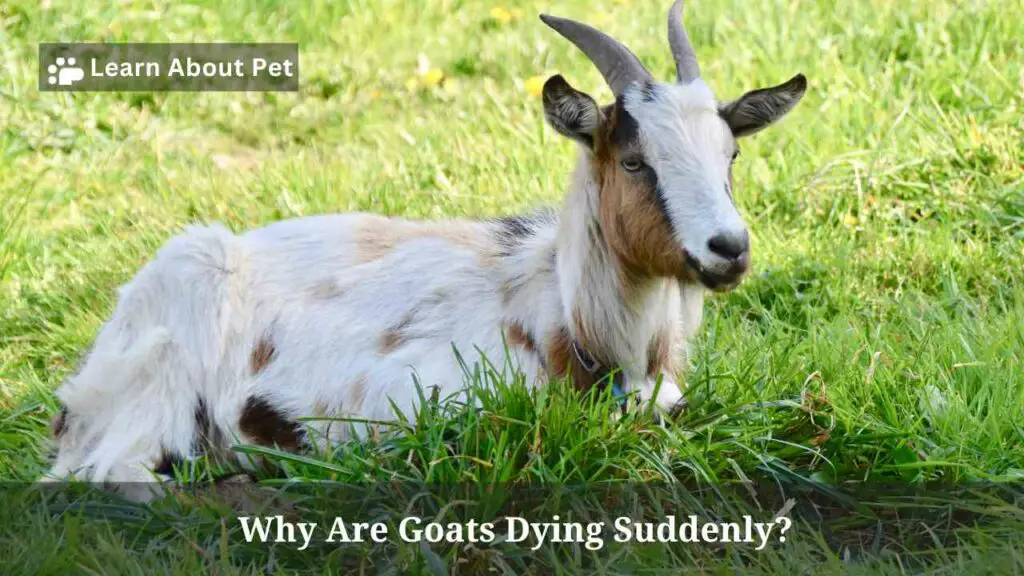 Why Are Goats Dying Suddenly? 4 Clear Ways To Prevent