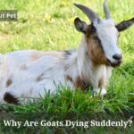Why are goats dying suddenly