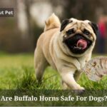 Are Buffalo Horns Safe For Dogs