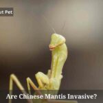 Are Chinese Mantis Invasive