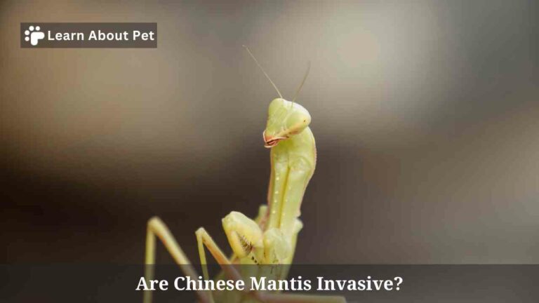 Are Chinese Mantis Invasive? 7 Fascinating Differences