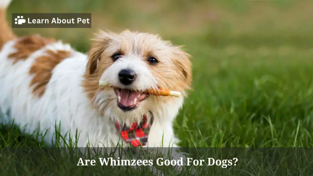 Are Whimzees Good For Dogs? (7 Important Facts) - 2024