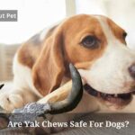 Are Yak Chews Safe For Dogs