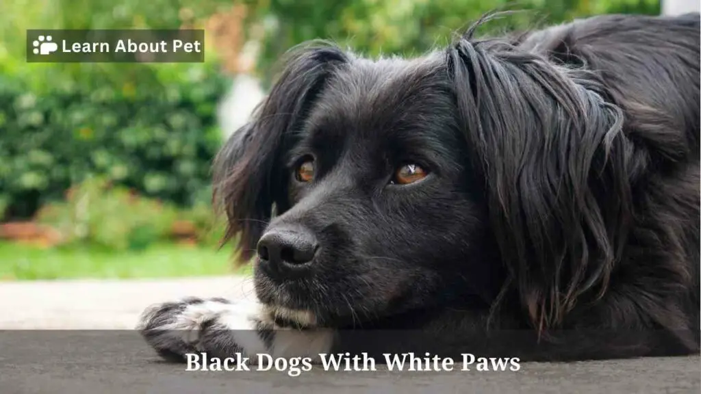 black-dogs-with-white-paws-9-interesting-breeds-2023