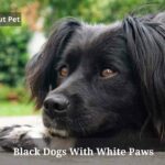 Black Dogs With White Paws