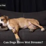 Can Dogs Have Wet Dreams