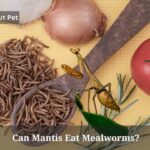 Can Mantis Eat Mealworms? (7 Fascinating Facts) Can Mantis Eat Mealworms