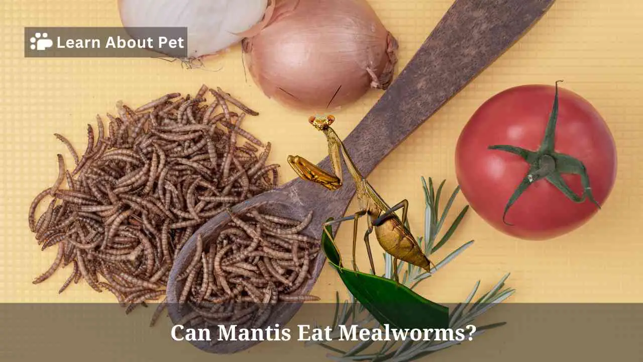 Can Mantis Eat Mealworms? (7 Fascinating Facts) 2024
