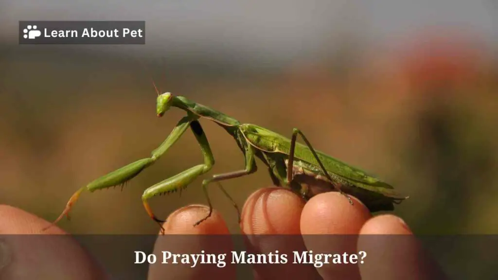 Do Praying Mantis Migrate? (5 Fascinating Facts) - 2023