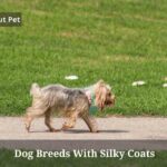 15 Cool Dog Breeds With Silky Coats Dog Breeds With Silky Coats