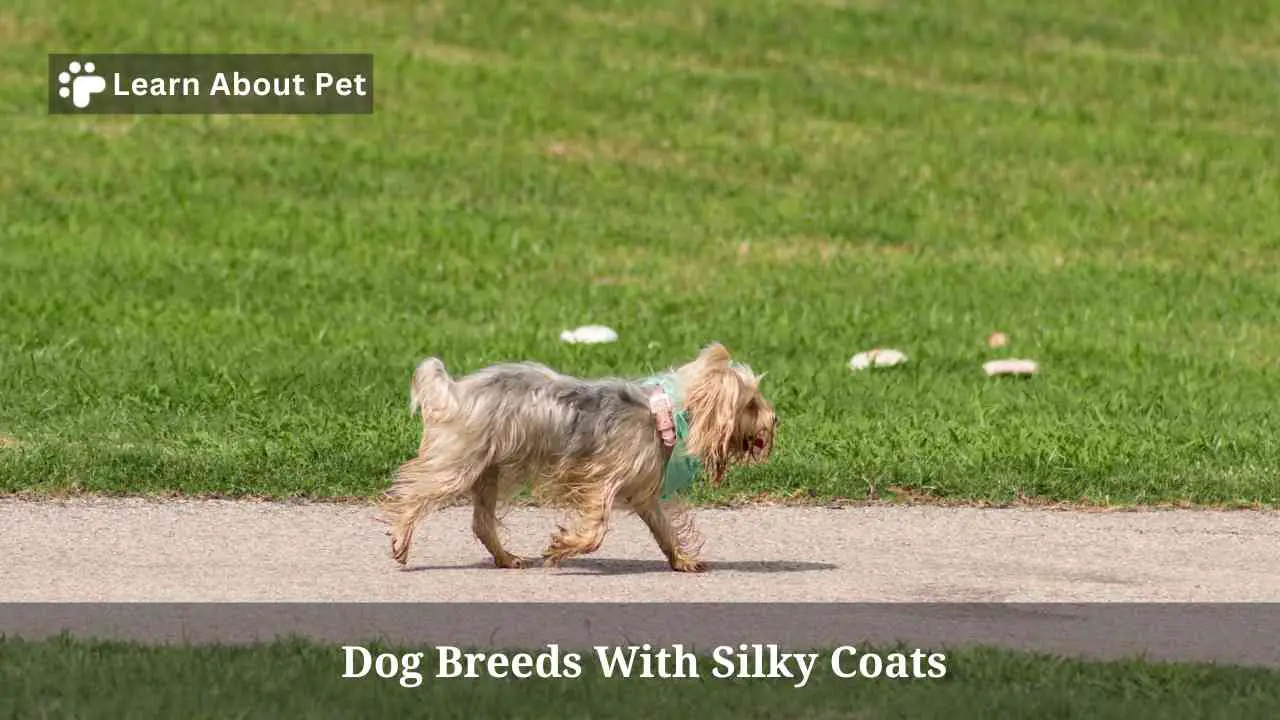 15 Cool Dog Breeds With Silky Coats 2023