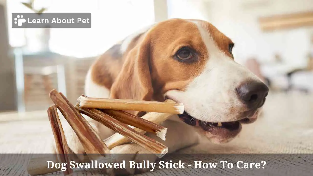 Dog Swallowed Bully Stick How To Help 3 Clear Steps dog-swallowed-bully-stick-how-to-help-3-clear-steps