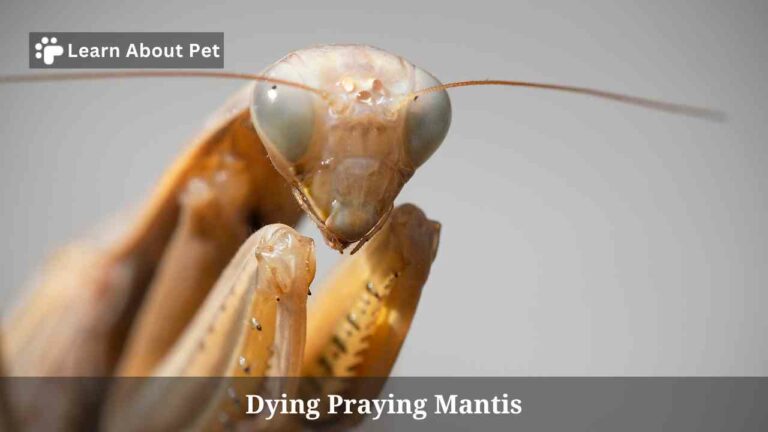 Dying Praying Mantis : How To Save? 4 Clear Symptoms - Learn About Pet