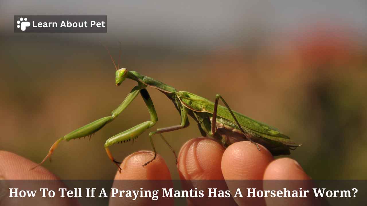 How To Tell If A Praying Mantis Has A Horsehair Worm? 4 Clear Signs