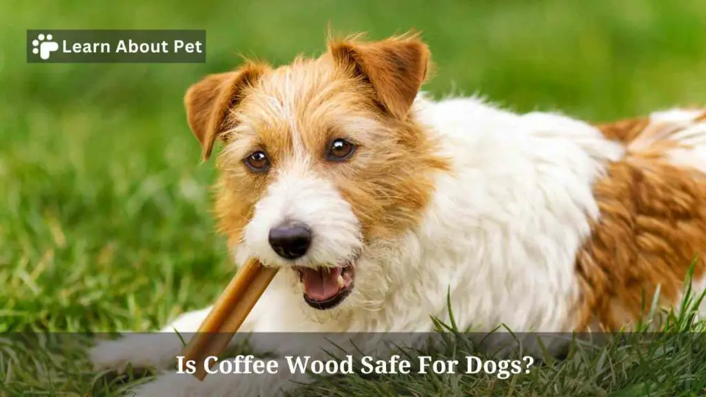 Is coffee wood safe for dogs