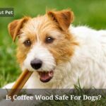 Is Coffee Wood Safe For Dogs