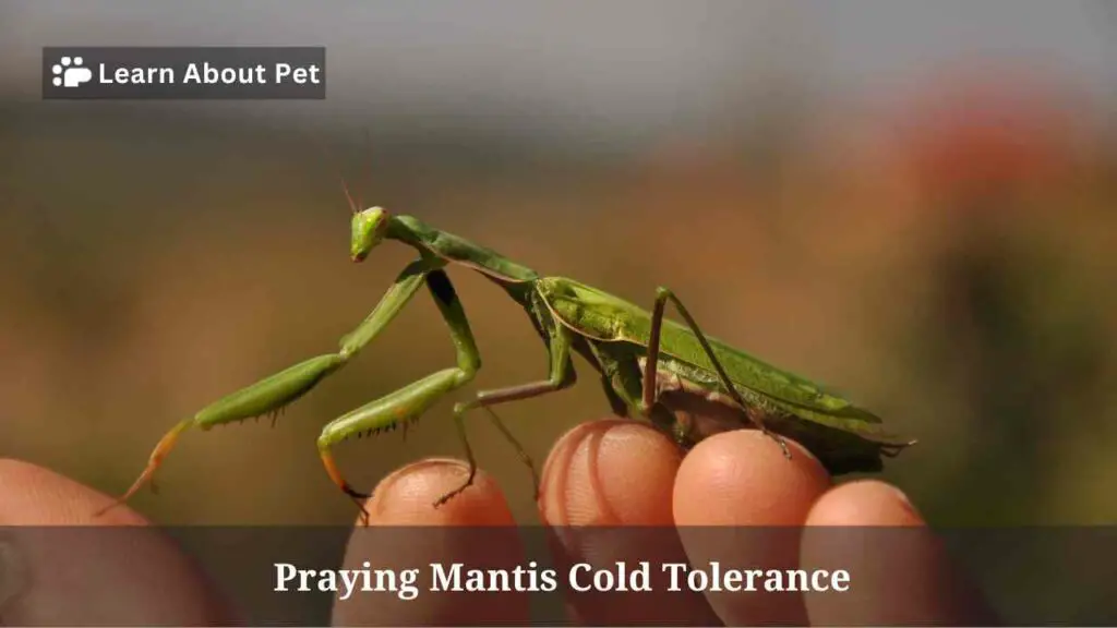 Praying mantis cold tolerance