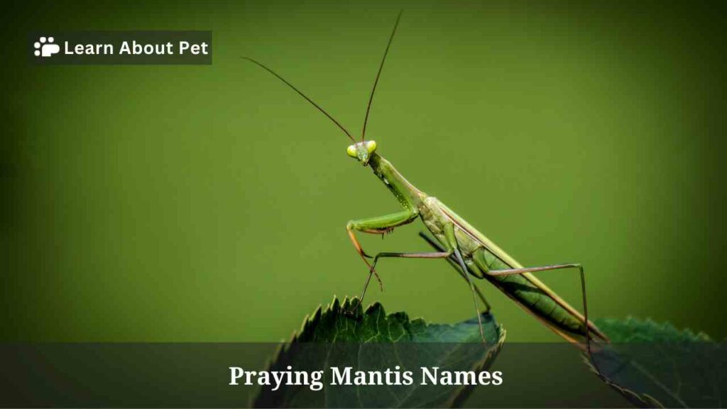 Praying mantis names