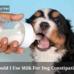 Should I Use Milk For Dog Constipation? (7 Clear Facts) Should I Use Milk For Dog Constipation