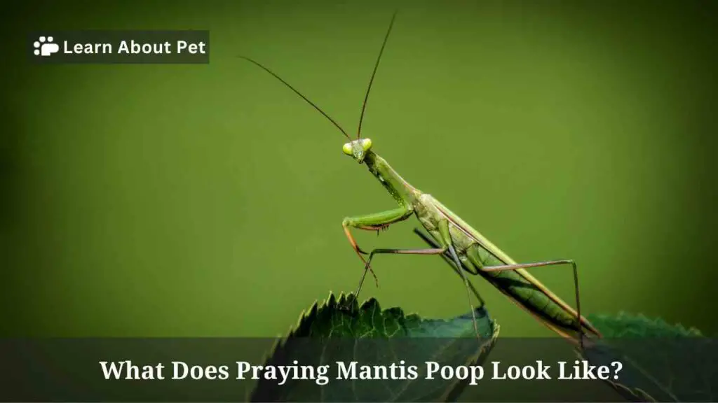 What Does Praying Mantis Poop Look Like? 4 Clear Facts - 2024