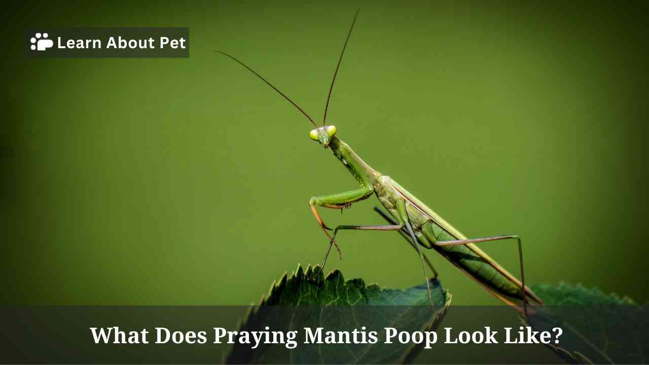 What Does Praying Mantis Poop Look Like? 4 Clear Facts - 2024