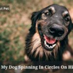Why Is My Dog Spinning In Circles On His Bum