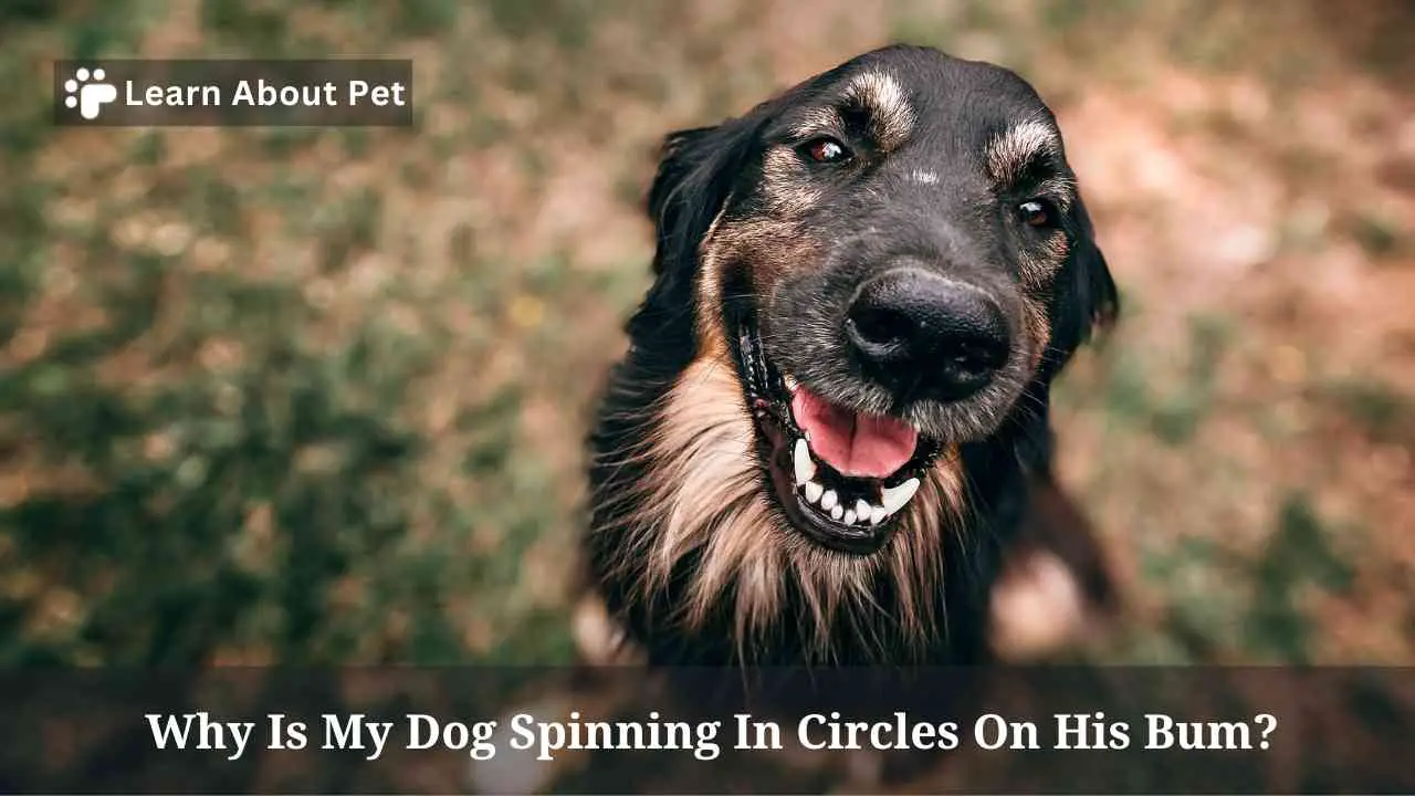Why Is My Dog Spinning In Circles On His Bum? 7 Clear Facts