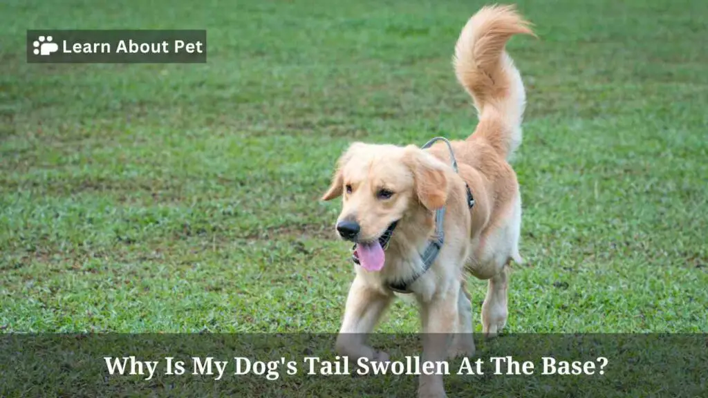 why-is-my-dog-s-tail-swollen-at-the-base-7-clear-facts