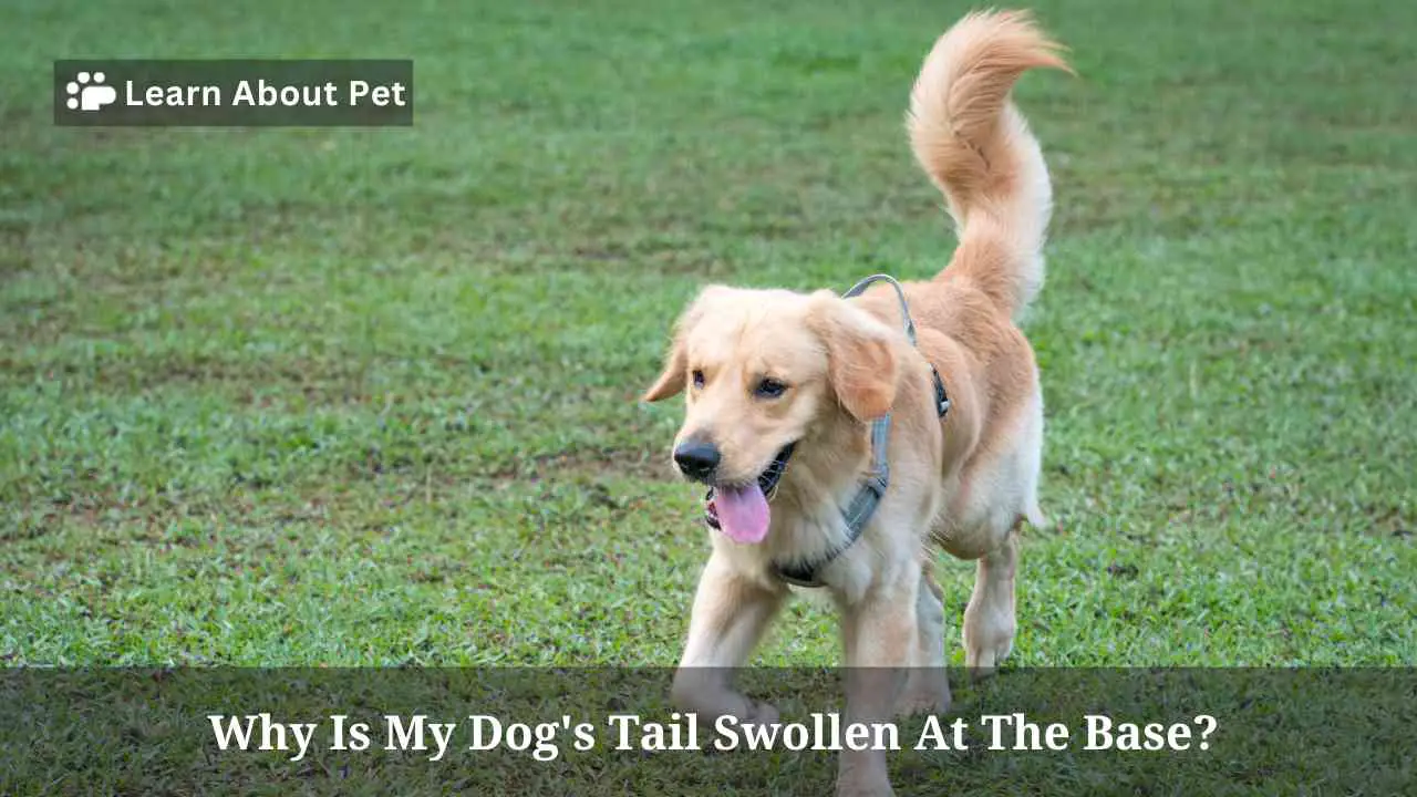 Why Does My Dog's Tail Go To One Side at Patrick Graham blog