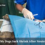 Will My Dogs Sack Shrink After Neutering