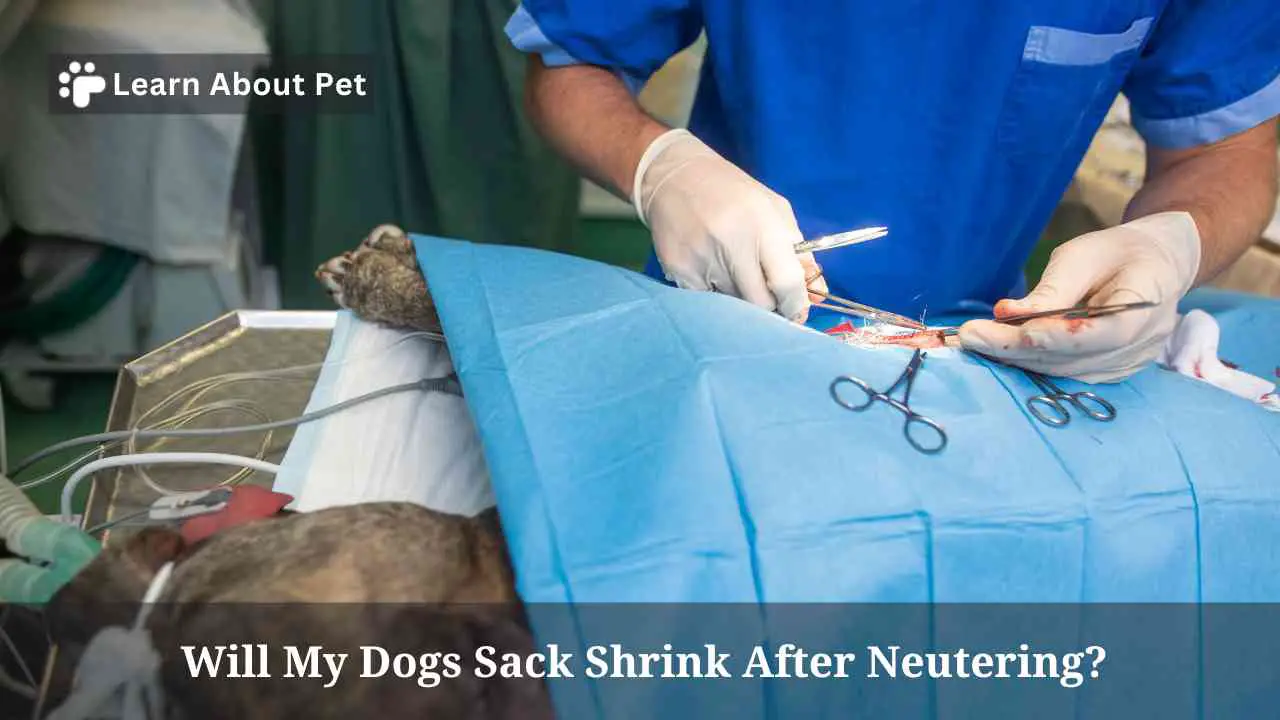 Will My Dogs Sack Shrink After Neutering? 3 Clear Facts