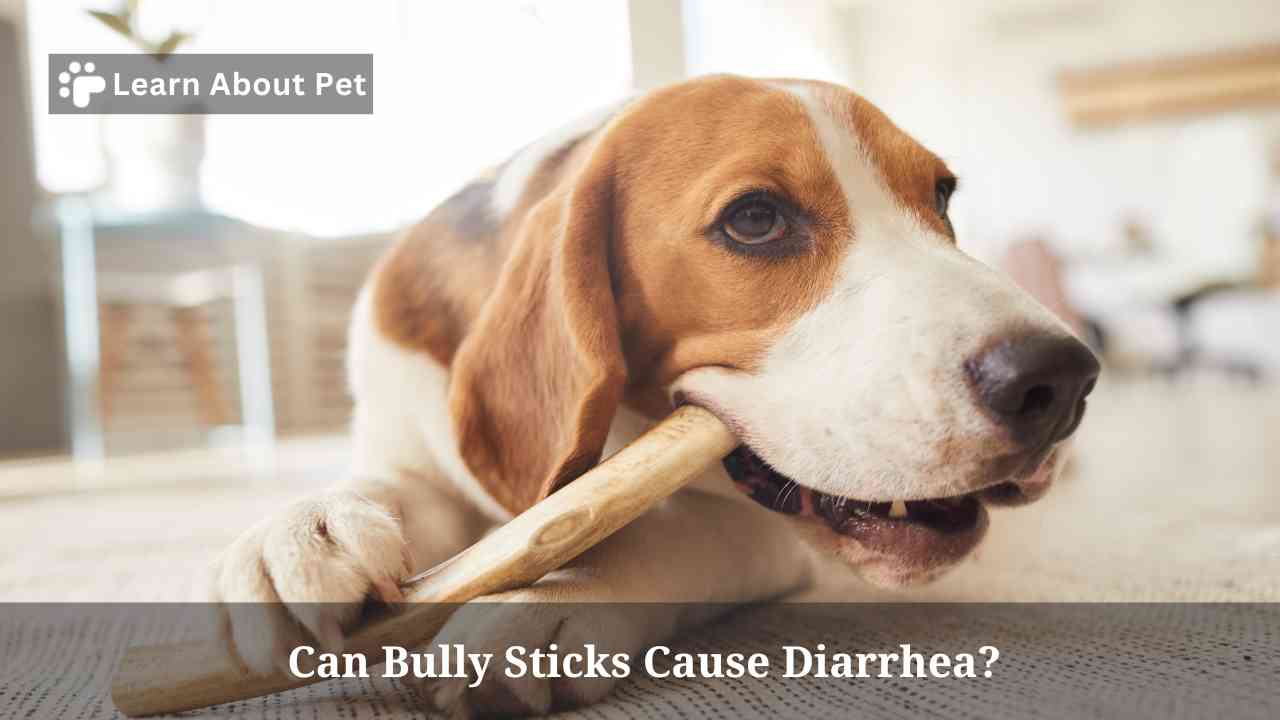 Can Bully Sticks Cause Diarrhea? 7 Fascinating Facts 2023