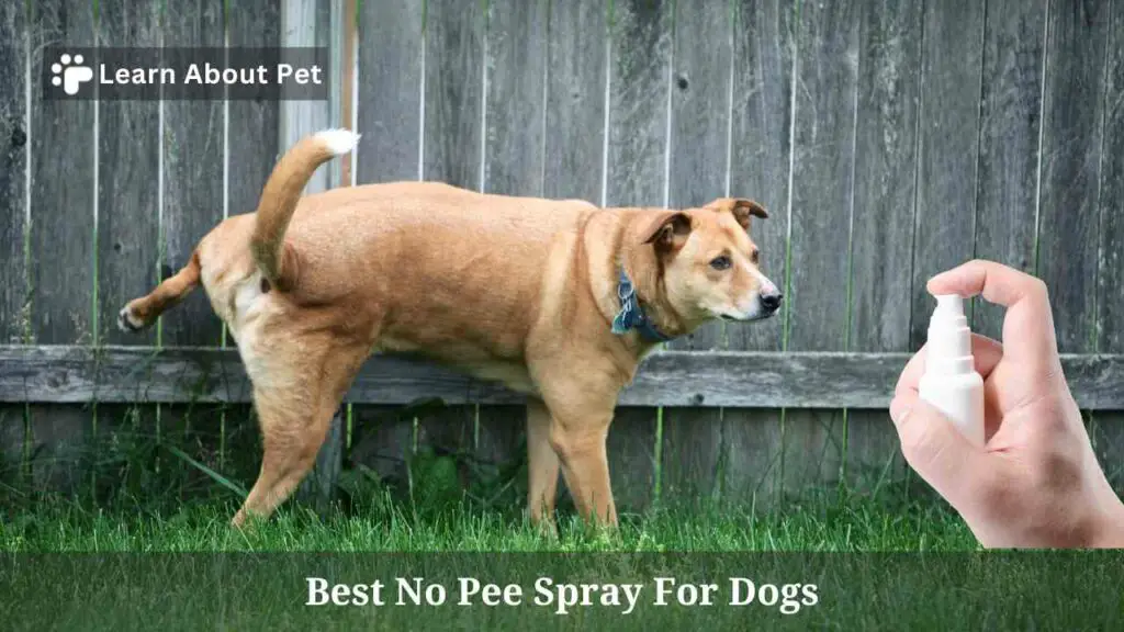 Best no pee spray for dogs