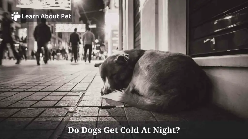 Do dogs get cold at night