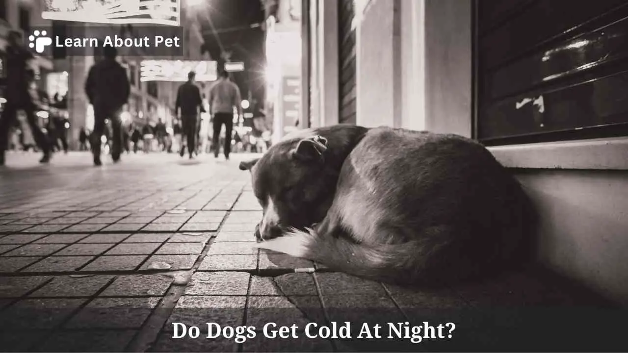 Do Dogs Get Cold At Night? 7 Interesting Facts 2024