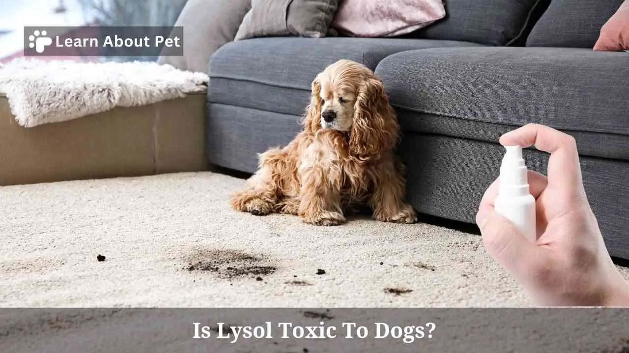Is Lysol Toxic To Dogs? 7 Clear Facts 2023